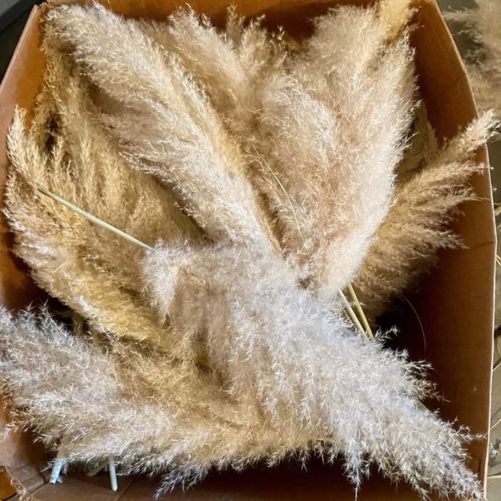50 stems of dried fluffy pampas